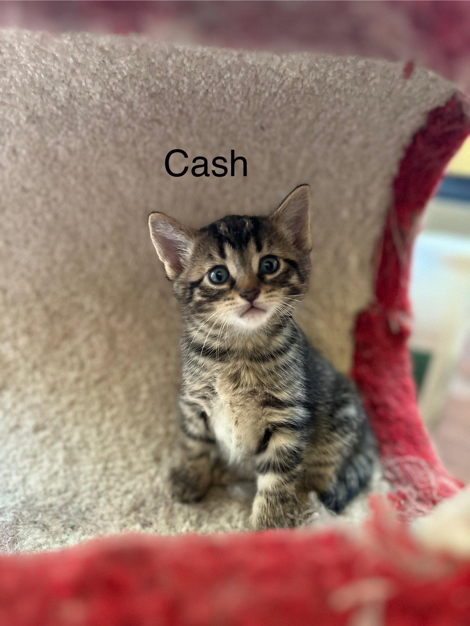 Cash BM, a Adoptable Domestic Short Hair in Clinton, MI image 3/3