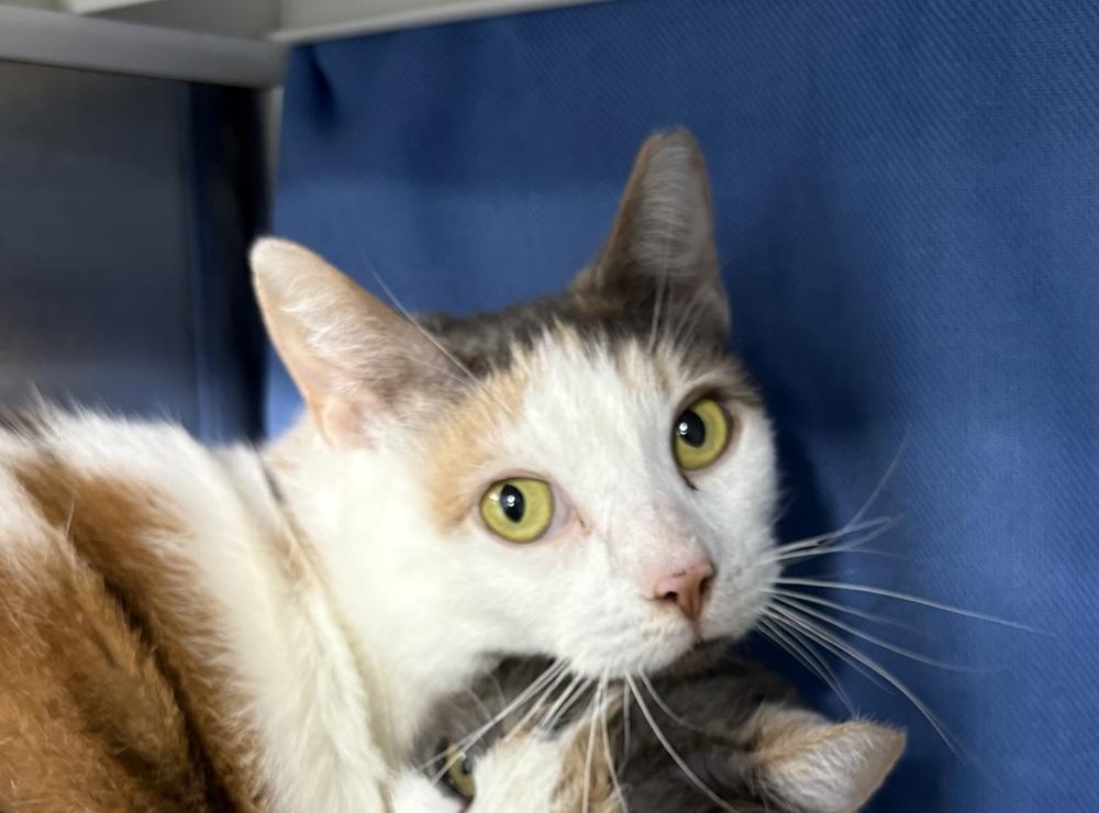 Enlarge Weeble, a Adoptable Domestic Short Hair in Fort Walton Beach, FL image 1/1