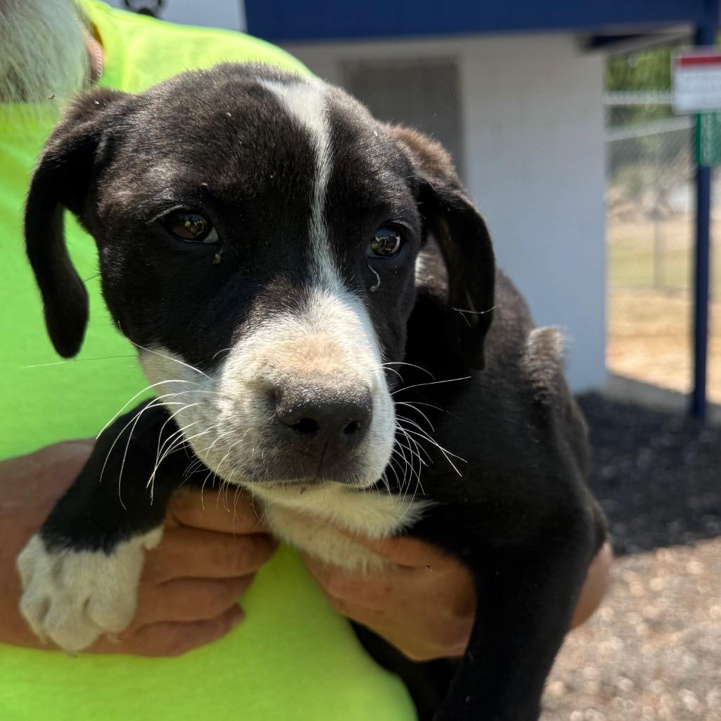 MCO-Stray-5858_2_3, Adoptable, Puppy Female Mixed Breed.