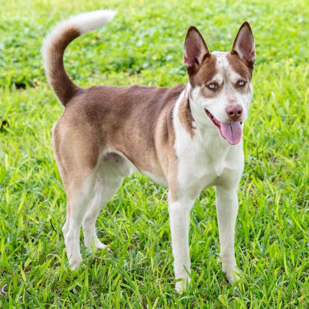 Bruce, Adoptable, Adult Male Husky.