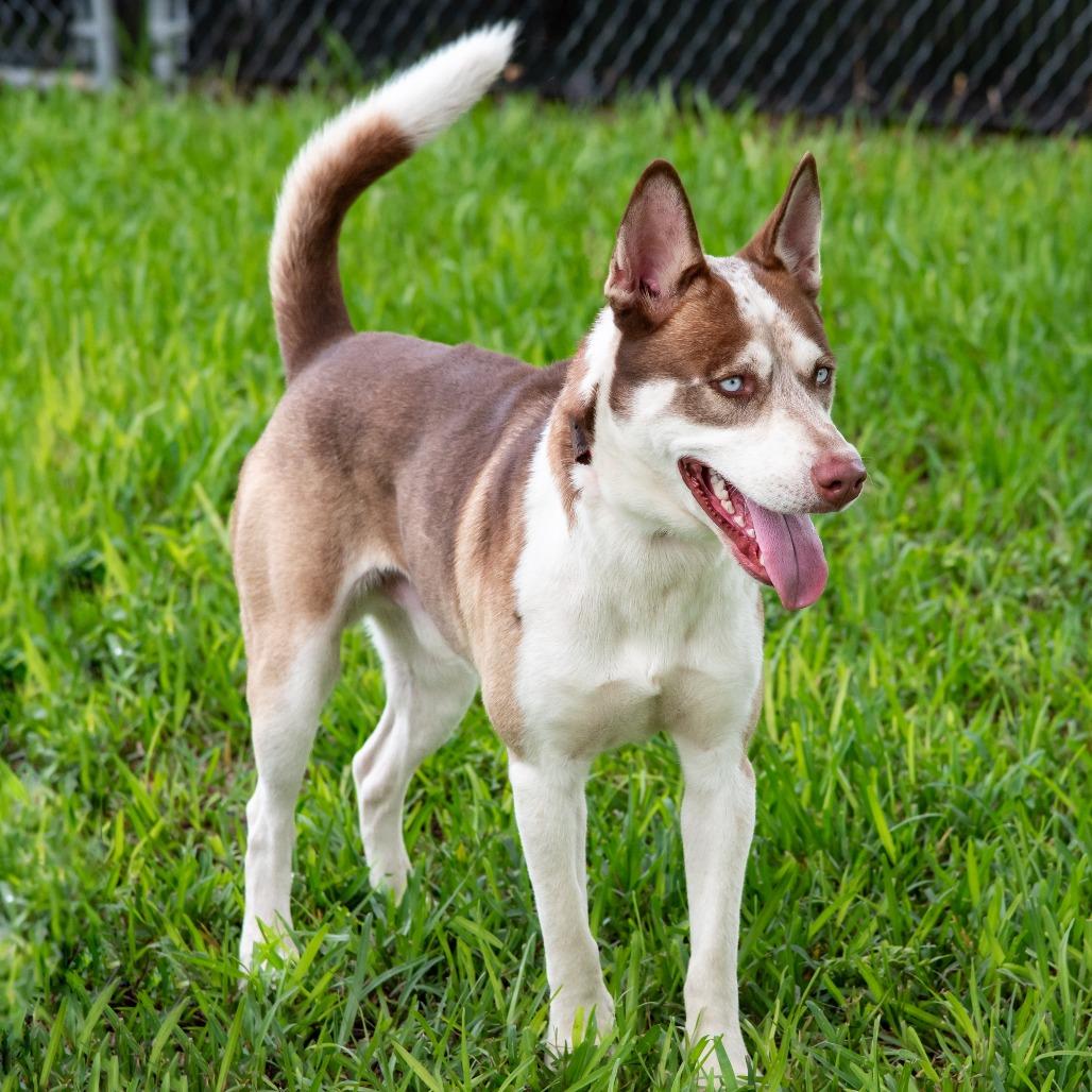 Enlarge Bruce, a Adoptable Husky in Miami, FL image 2/4