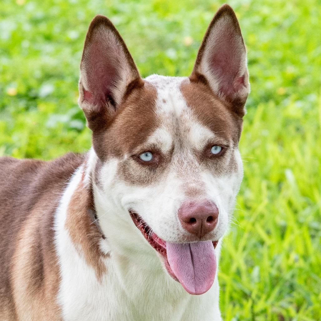 Enlarge Bruce, a Adoptable Husky in Miami, FL image 3/4