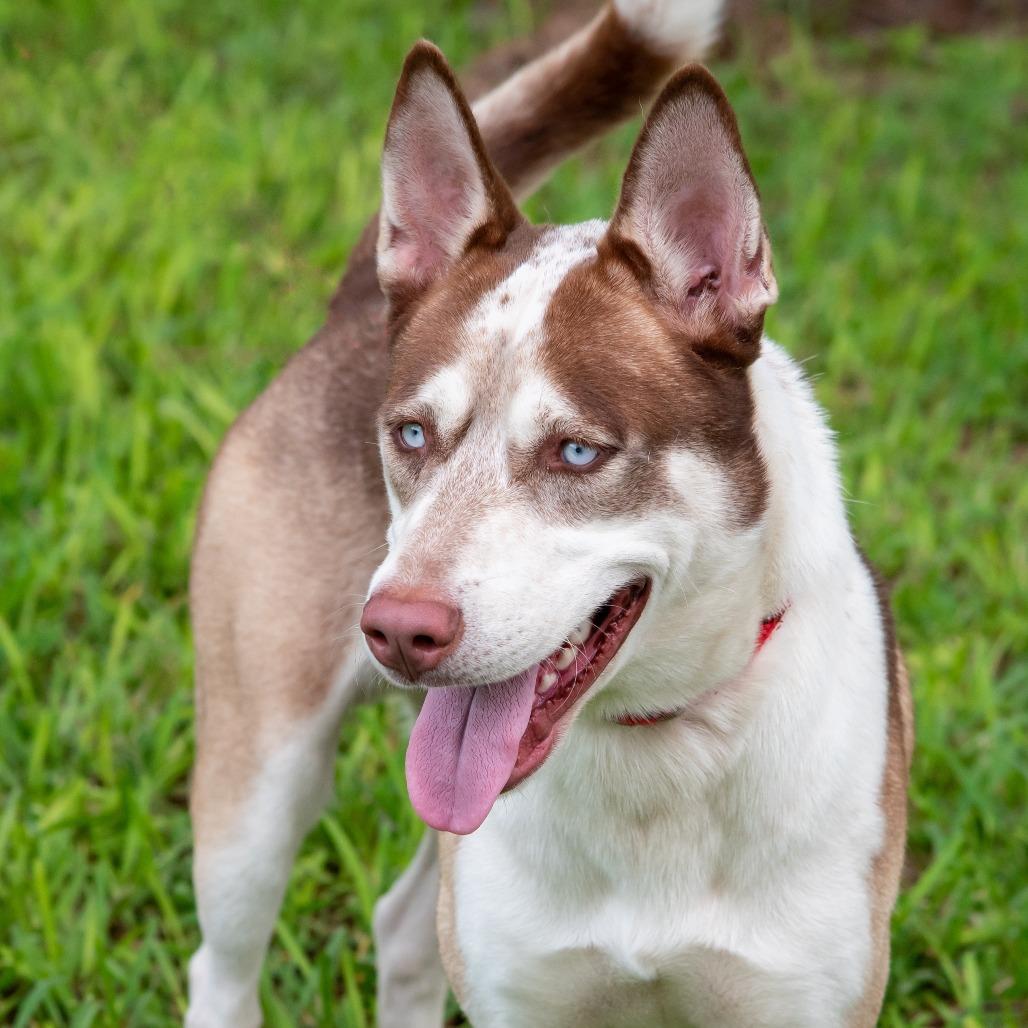 Enlarge Bruce, a Adoptable Husky in Miami, FL image 4/4