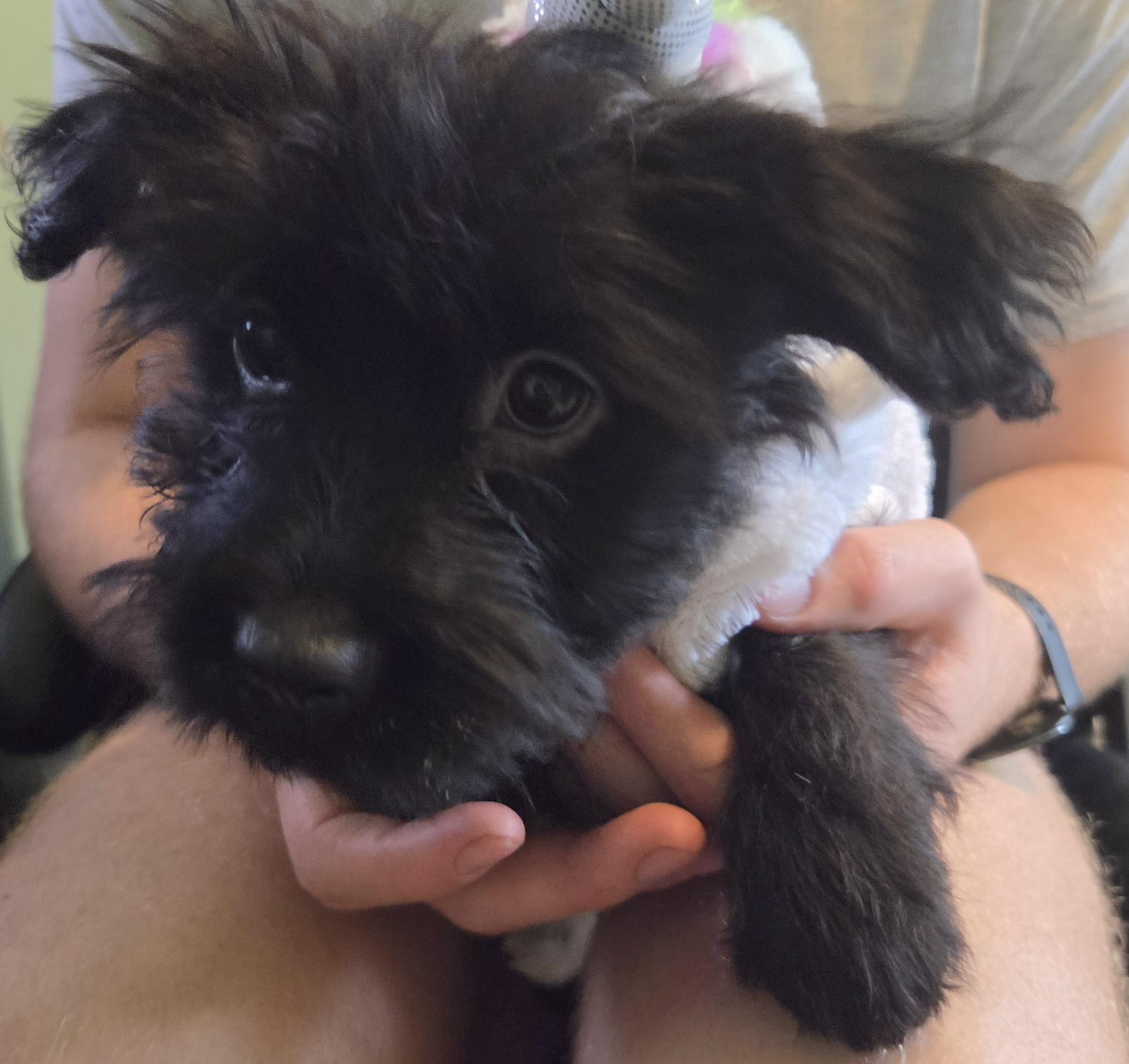 Enlarge Rose, a Adoption Pending mixed breed in Montgomery, IL image 3/6