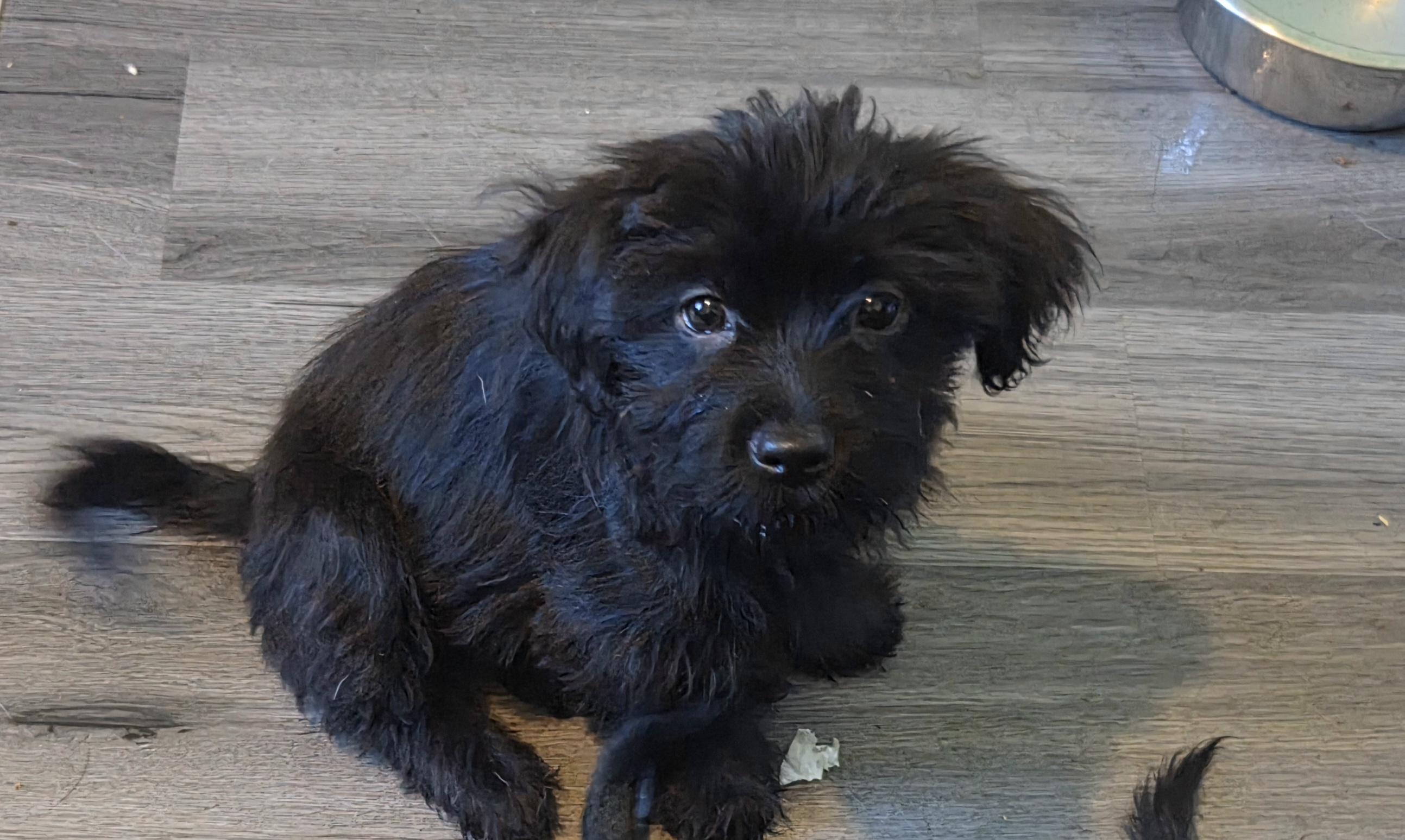 Enlarge Rose, a Adoption Pending mixed breed in Montgomery, IL image 2/6