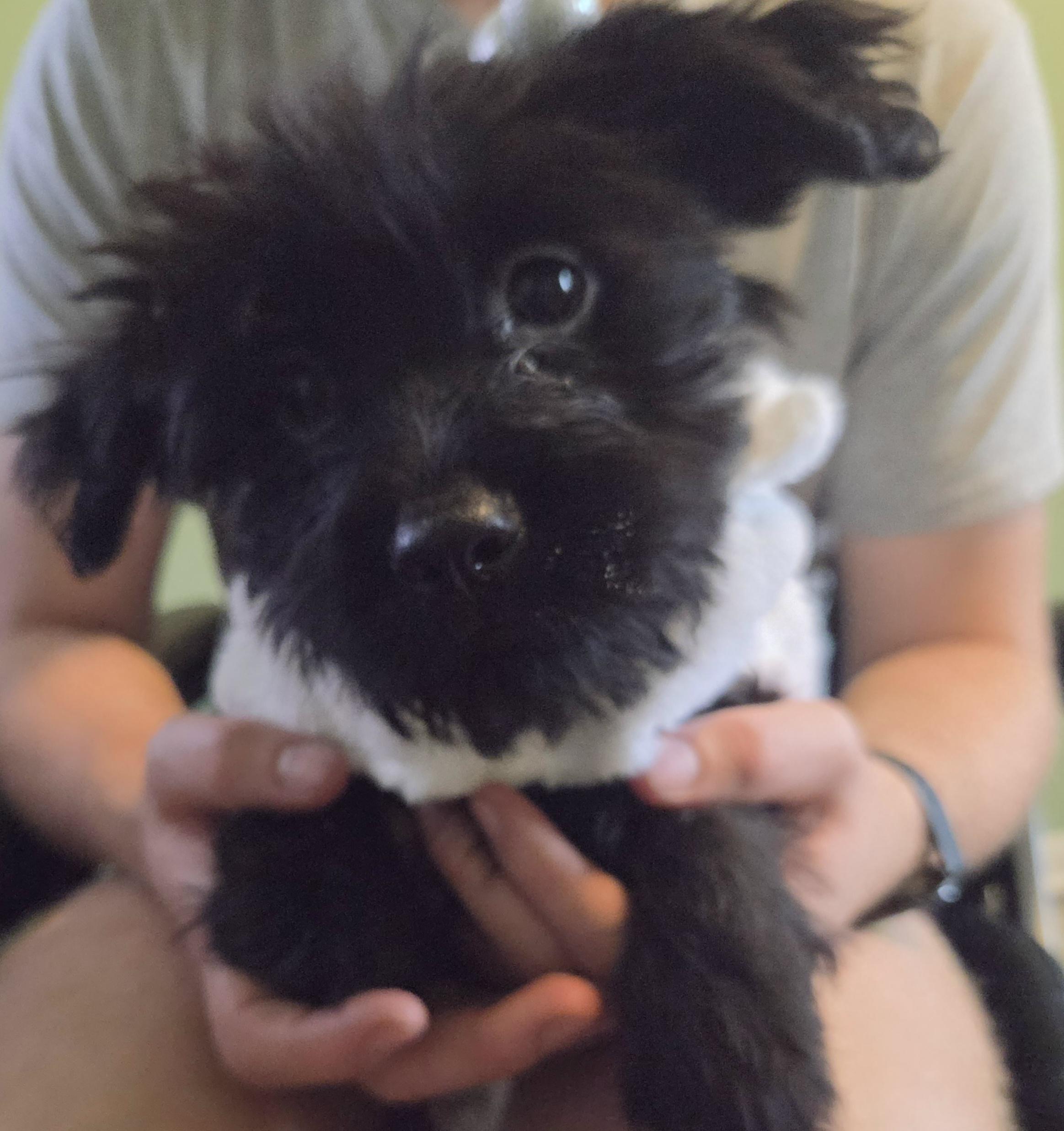 Enlarge Rose, a Adoption Pending mixed breed in Montgomery, IL image 1/6