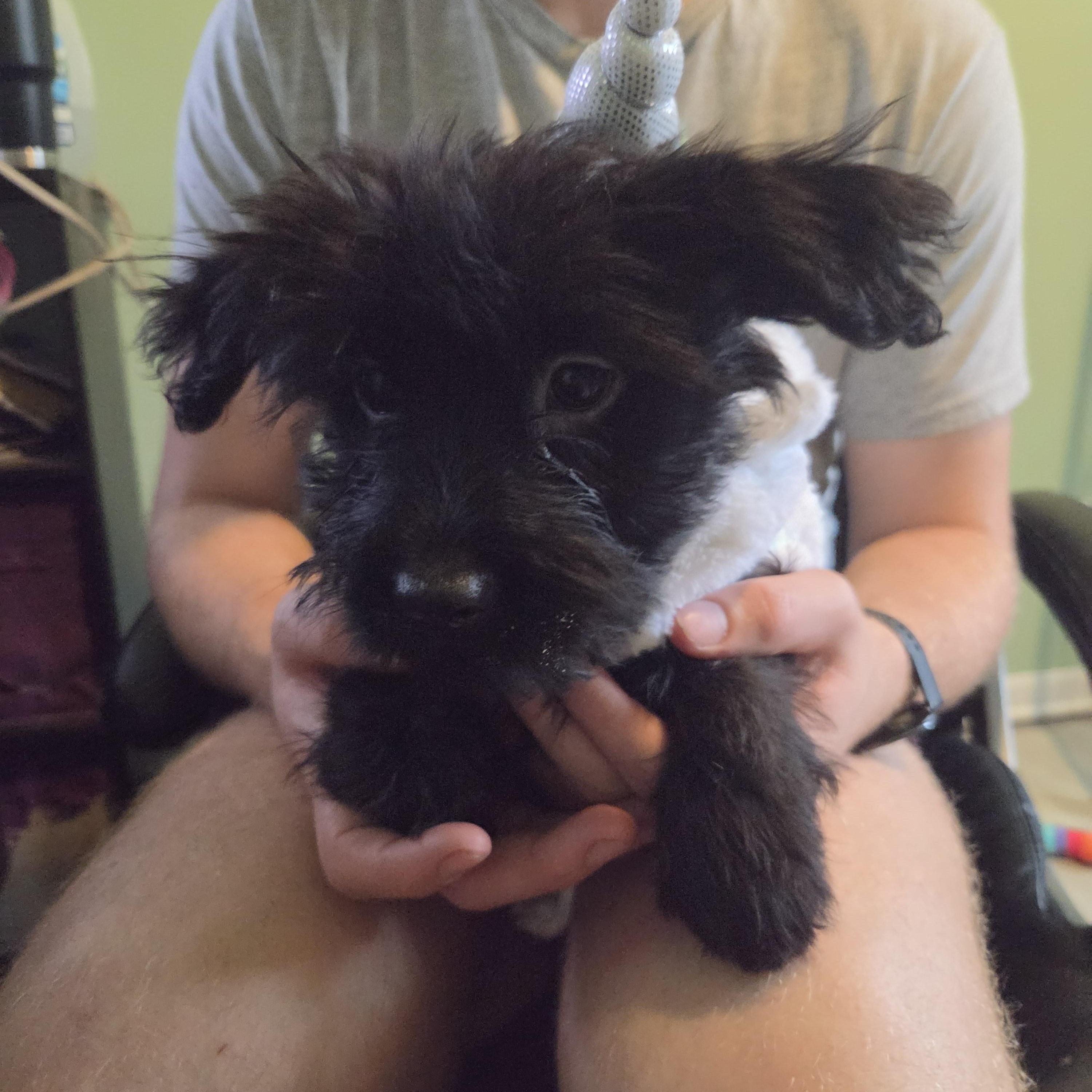 Enlarge Rose, a Adoption Pending mixed breed in Montgomery, IL image 6/6