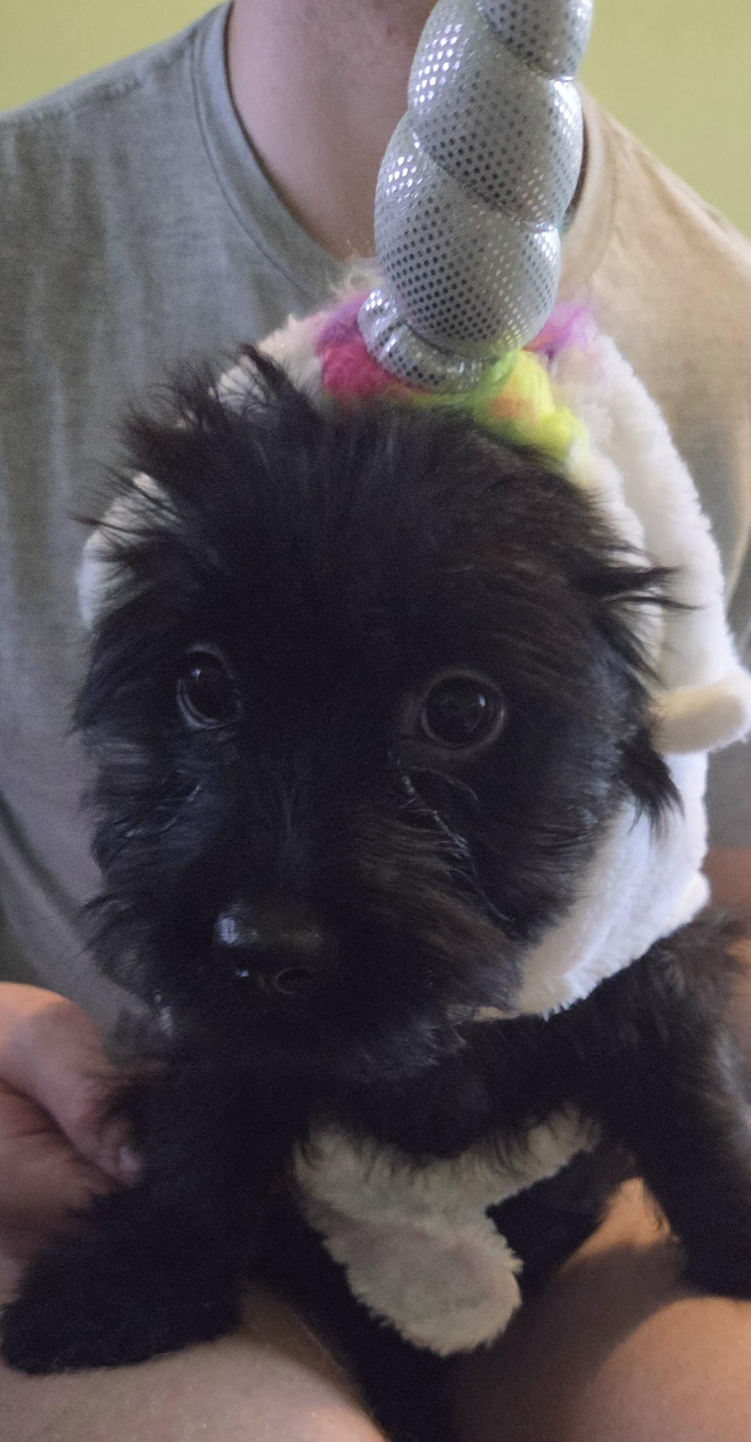 Enlarge Rose, a Adoption Pending mixed breed in Montgomery, IL image 5/6