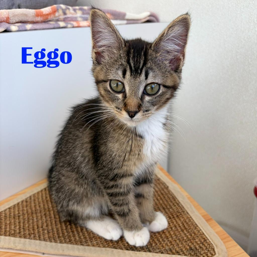 Eggo, Adoptable, Kitten Male Domestic Short Hair.