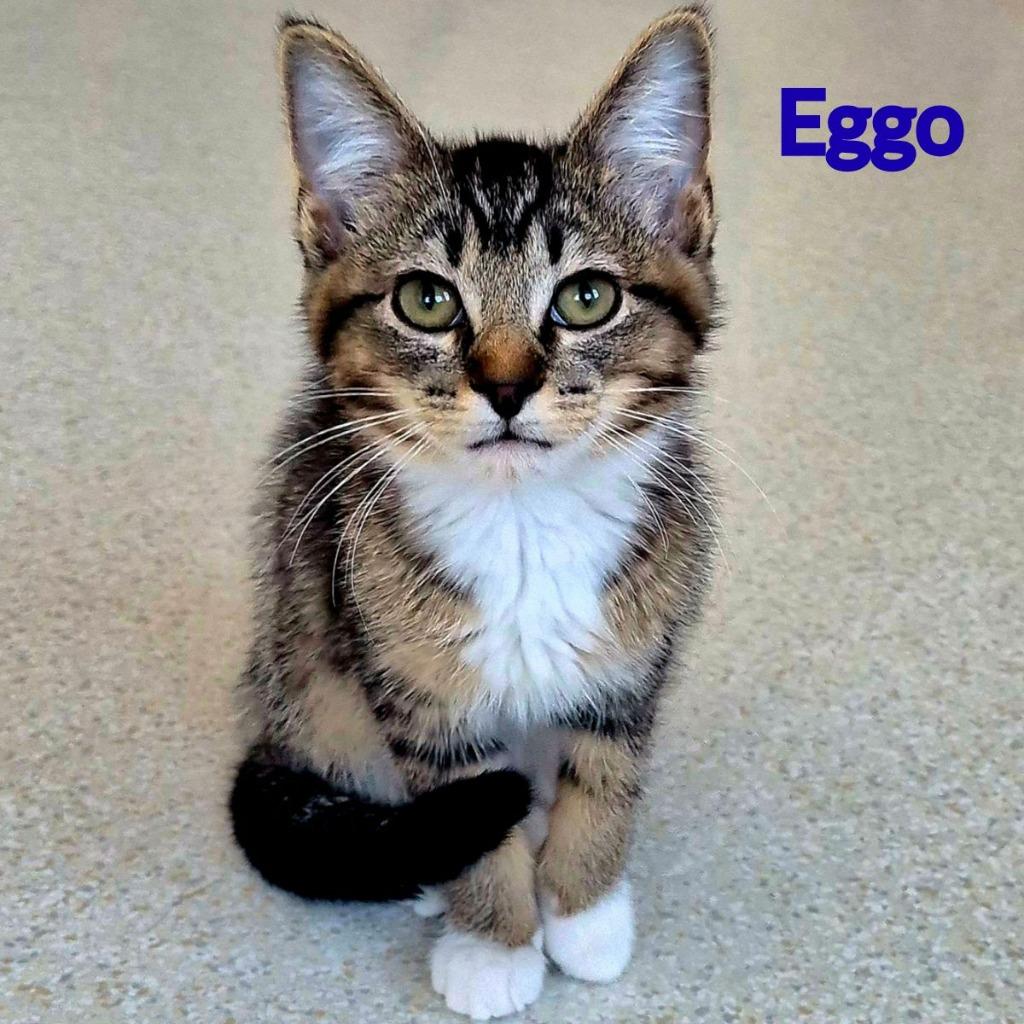 Eggo, a Adoptable mixed breed in North Saint Paul, MN image 2/4