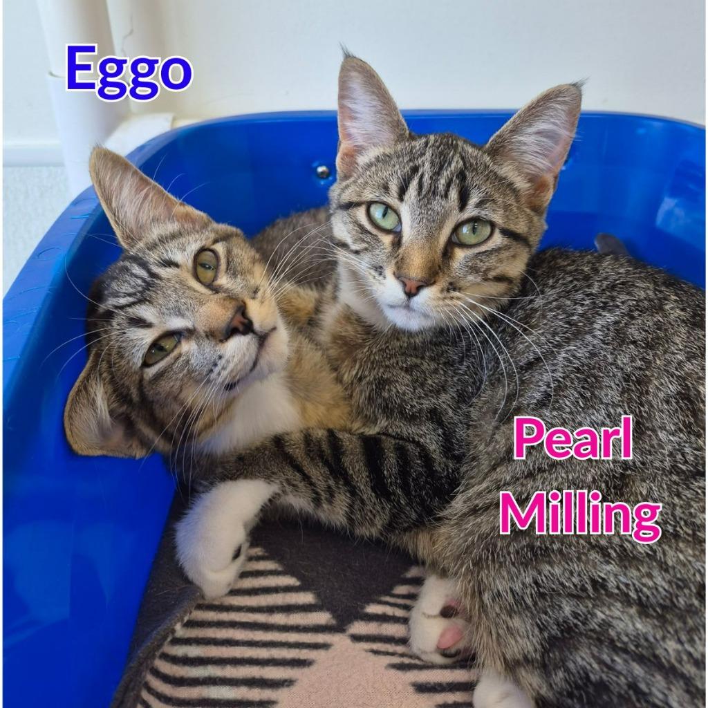 Eggo, a Adoptable mixed breed in North Saint Paul, MN image 3/4