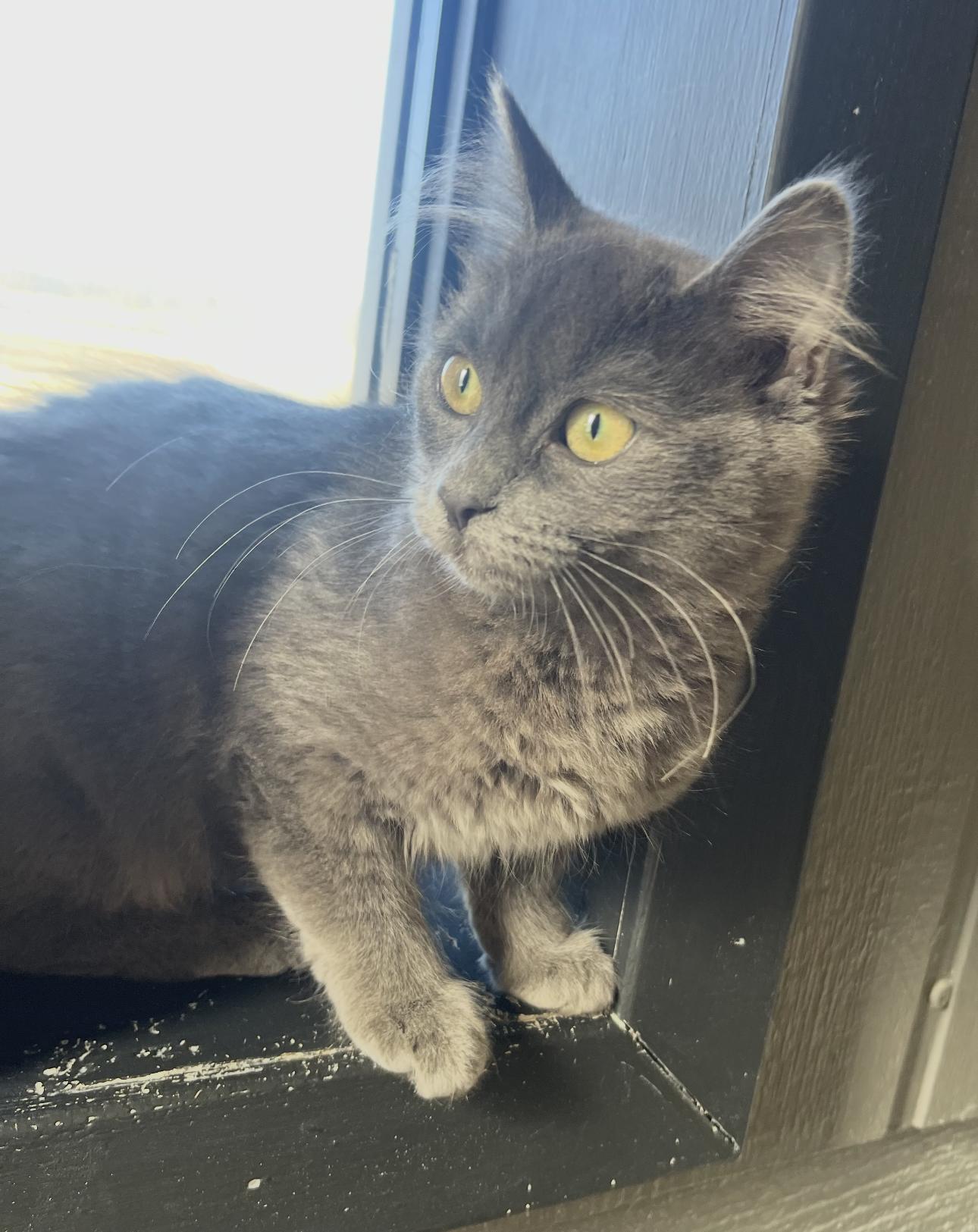 Enlarge Maple, a ADOPTABLE Russian Blue in Vicksburg, MS image 1/1