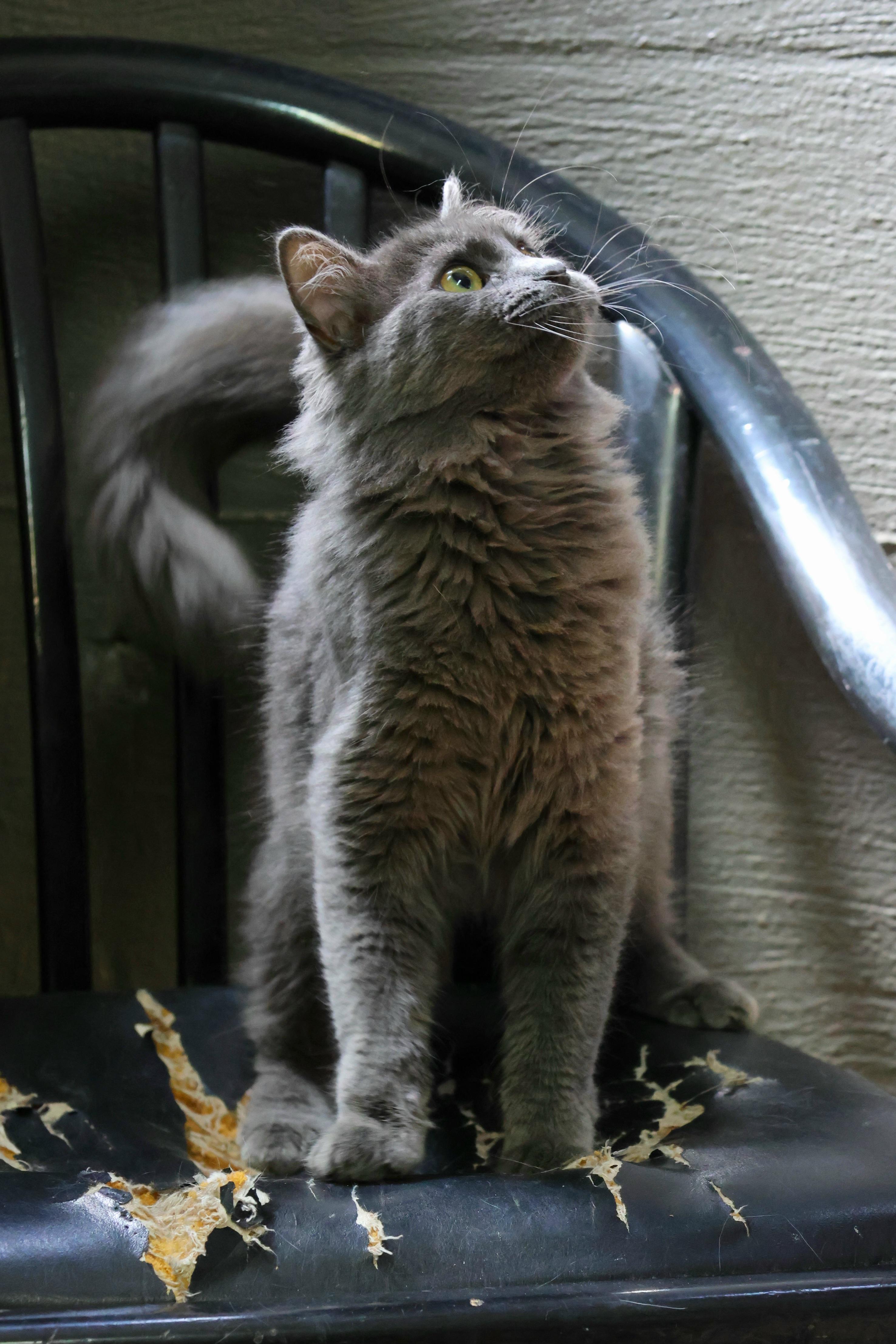 Maple, ADOPTABLE, Young Female Russian Blue.