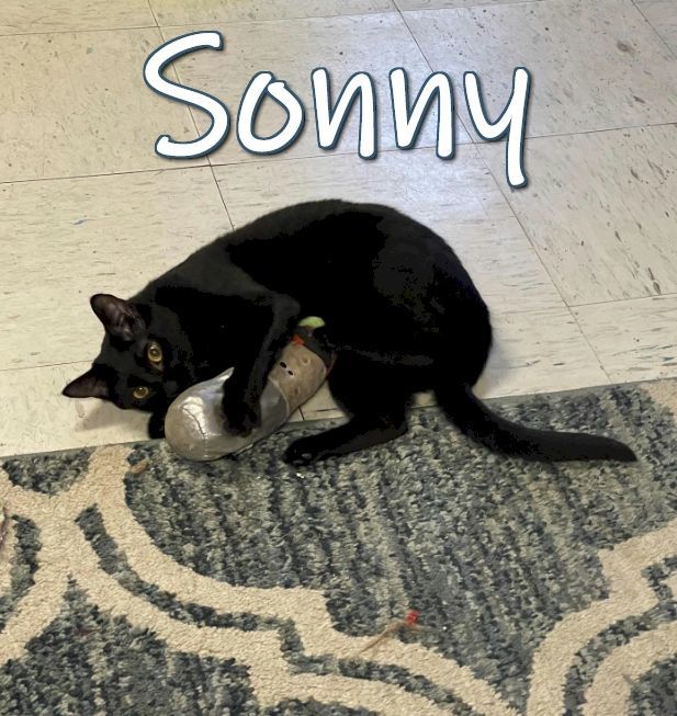 Sonny, an adoptable Domestic Short Hair Mix in Fort Walton Beach, FL_image-1