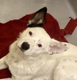 Enlarge Vasper, a ADOPTABLE Australian Cattle Dog / Blue Heeler in Glasgow, KY image 1/3