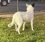 Enlarge Vasper, a ADOPTABLE Australian Cattle Dog / Blue Heeler in Glasgow, KY image 3/3