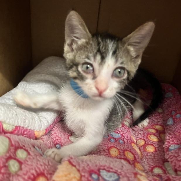 Enlarge Quiche, a Adoptable Domestic Short Hair in Ventura, CA image 1/2