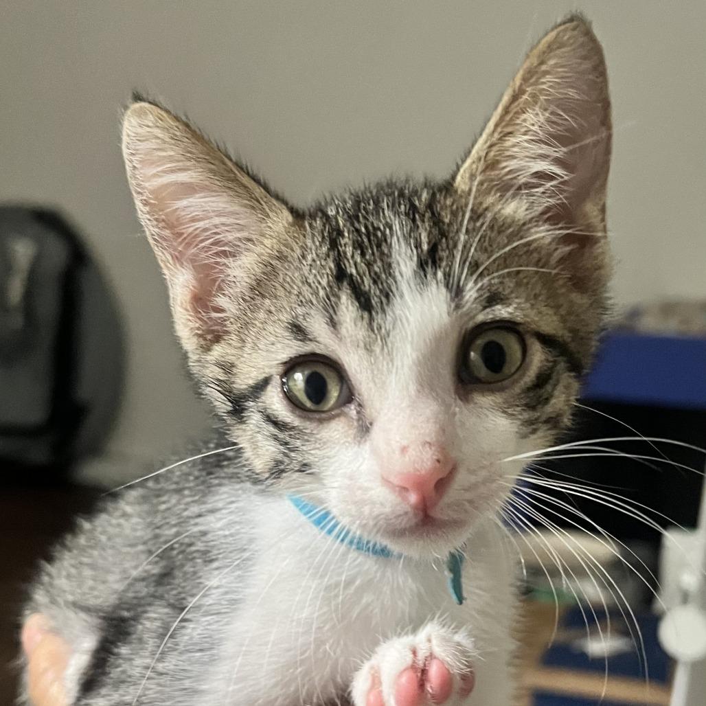 Enlarge Quiche, a Adoptable Domestic Short Hair in Ventura, CA image 2/2