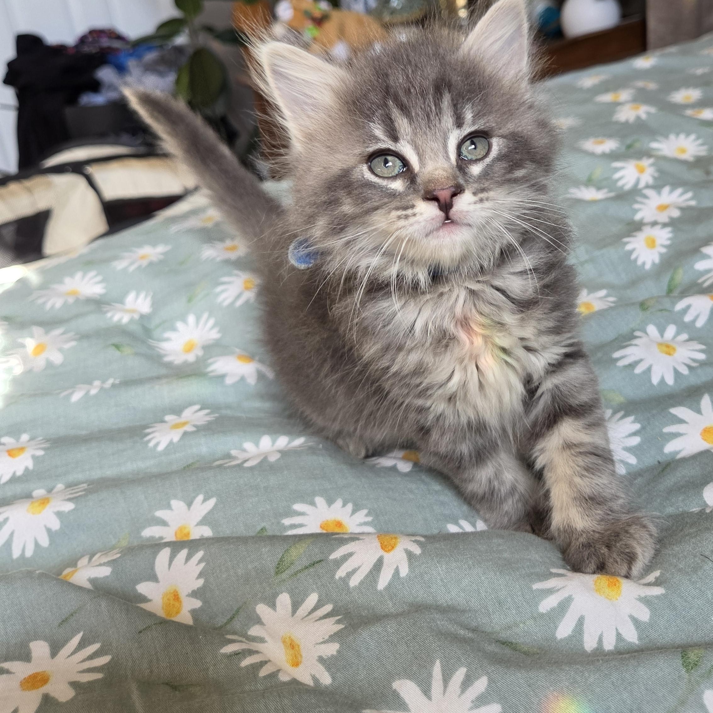 Howl, Adopted, Kitten Male Domestic Long Hair.