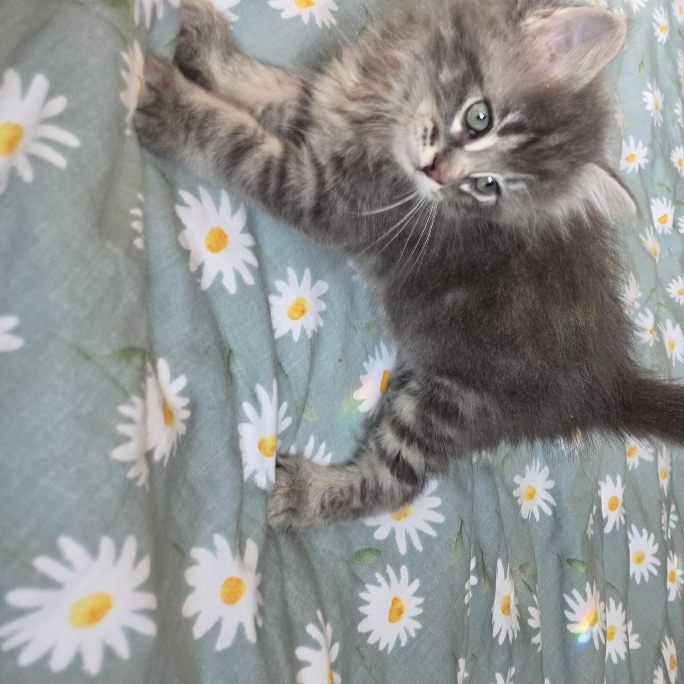 Enlarge Howl, a Adopted Domestic Long Hair in Fort Oglethorpe, GA image 2/3