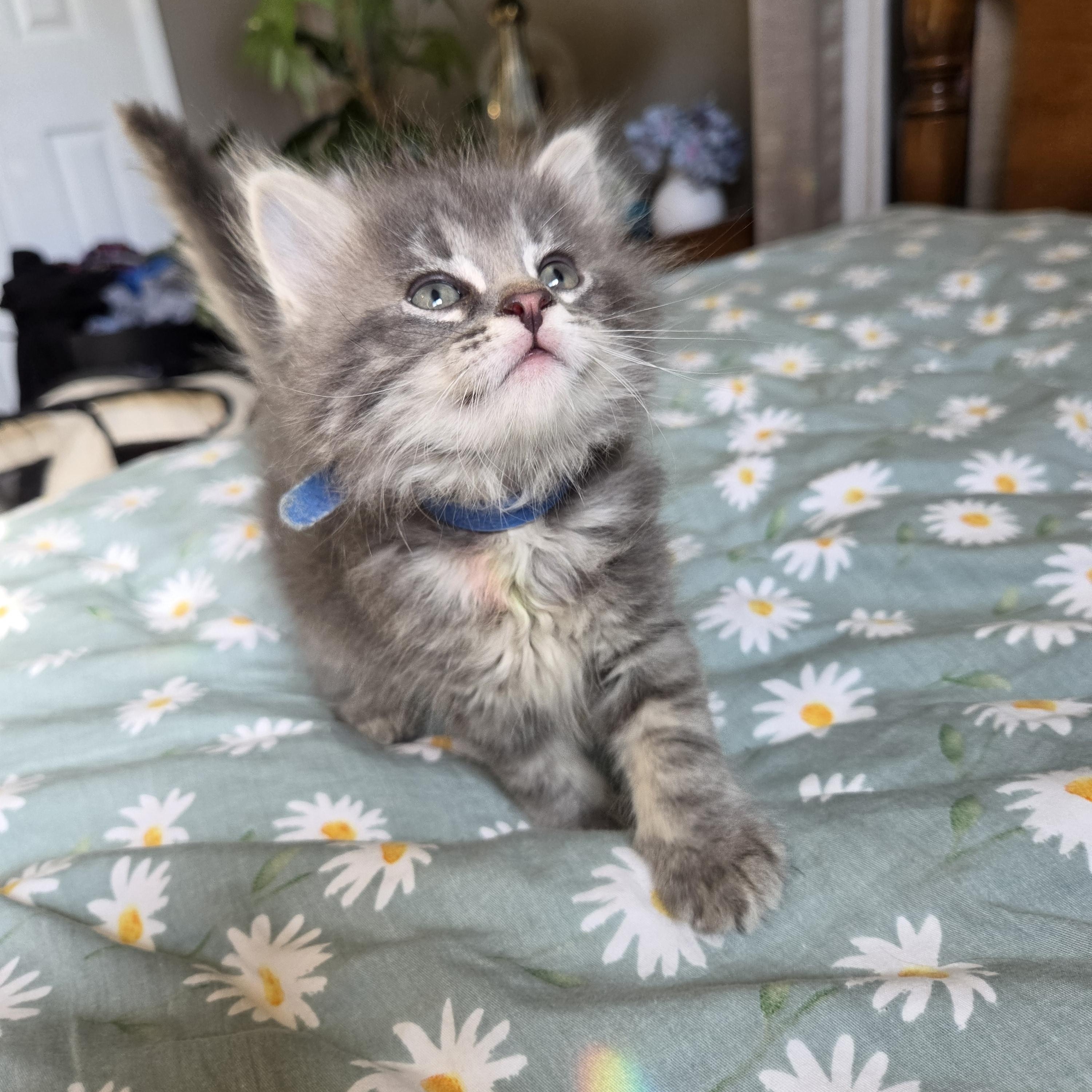 Enlarge Howl, a Adopted Domestic Long Hair in Fort Oglethorpe, GA image 3/3