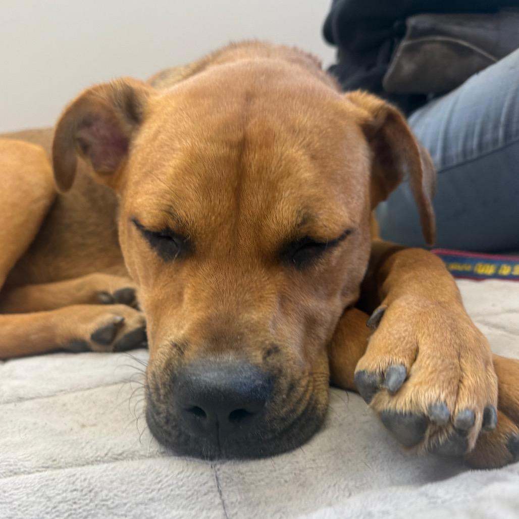 Enlarge Kali Letty, a Adoptable mixed breed in Fresno, CA image 2/6