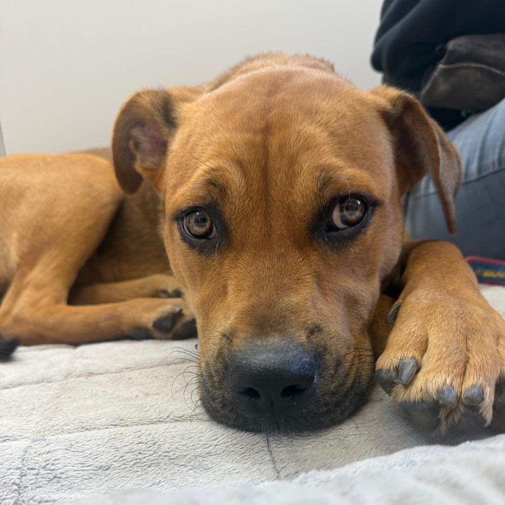 Enlarge Kali Letty, a Adoptable mixed breed in Fresno, CA image 3/6