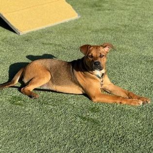 Enlarge Kali Letty, a Adoptable mixed breed in Fresno, CA image 4/6