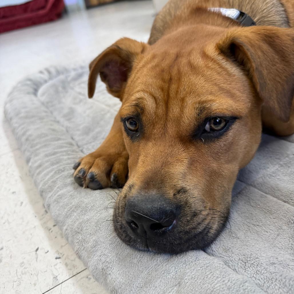 Enlarge Kali Letty, a Adoptable mixed breed in Fresno, CA image 5/6