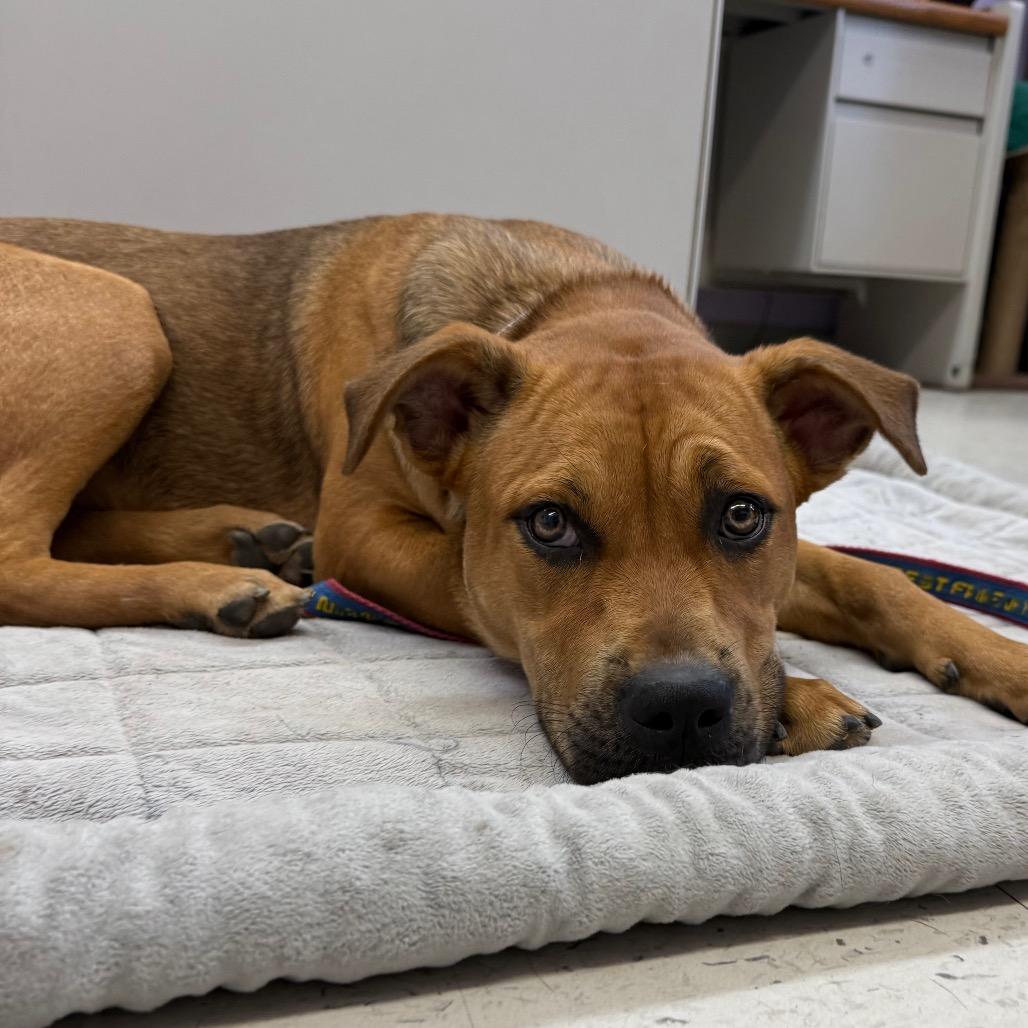 Enlarge Kali Letty, a Adoptable mixed breed in Fresno, CA image 6/6