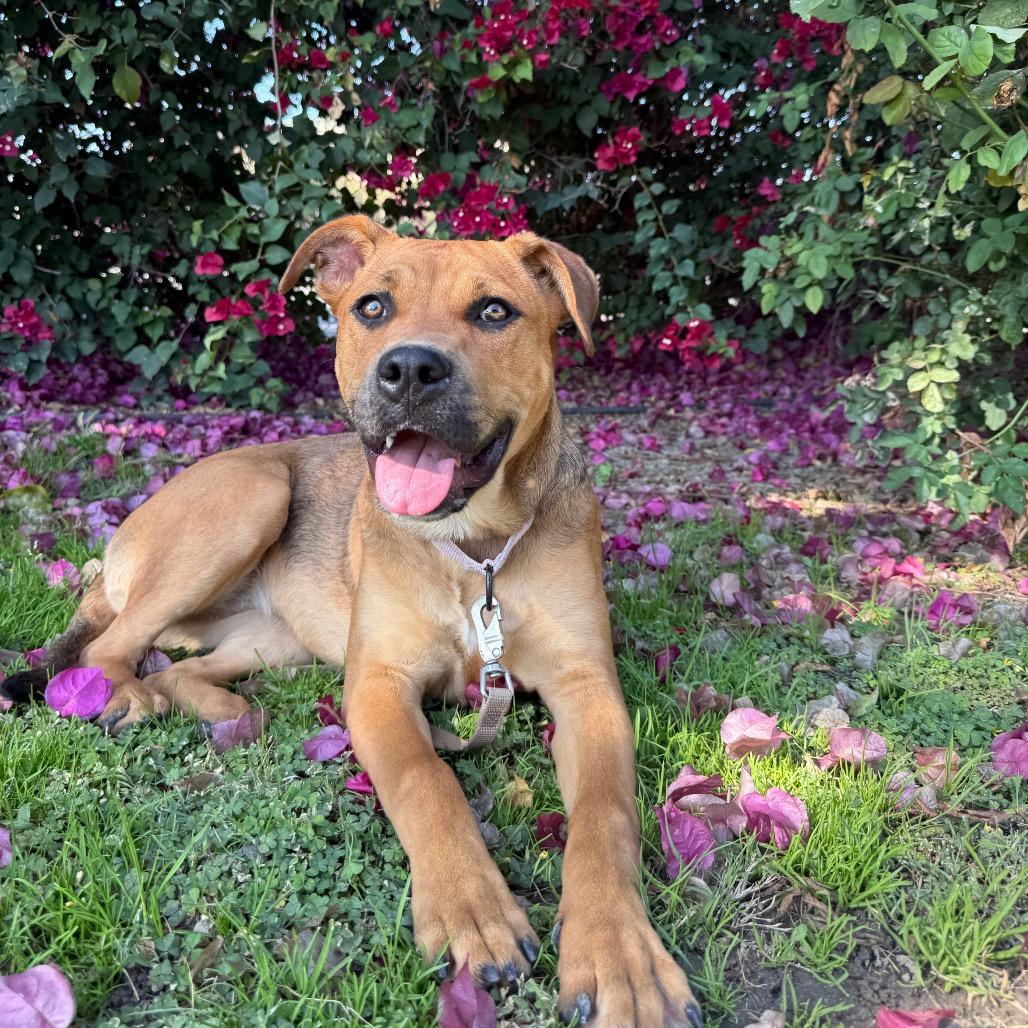 Kali Letty, Adoptable, Young Female Boxer & Mixed Breed.