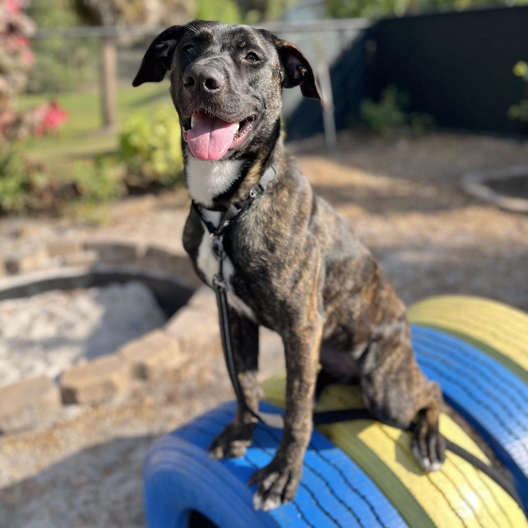 Suzie, Adoptable, Young Female Mixed Breed.