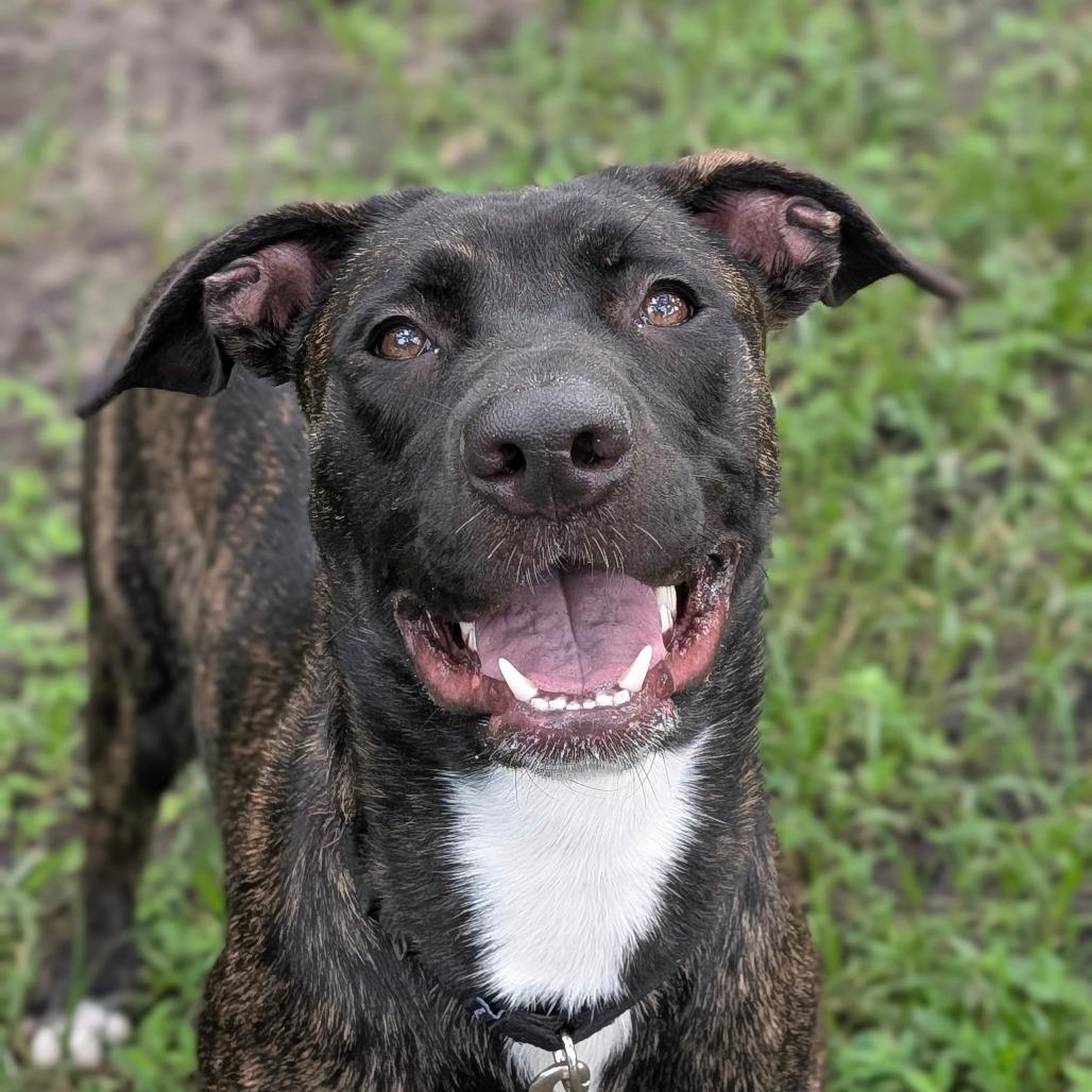 Suzie, a Adoptable Mixed Breed in Sarasota, FL image 2/6