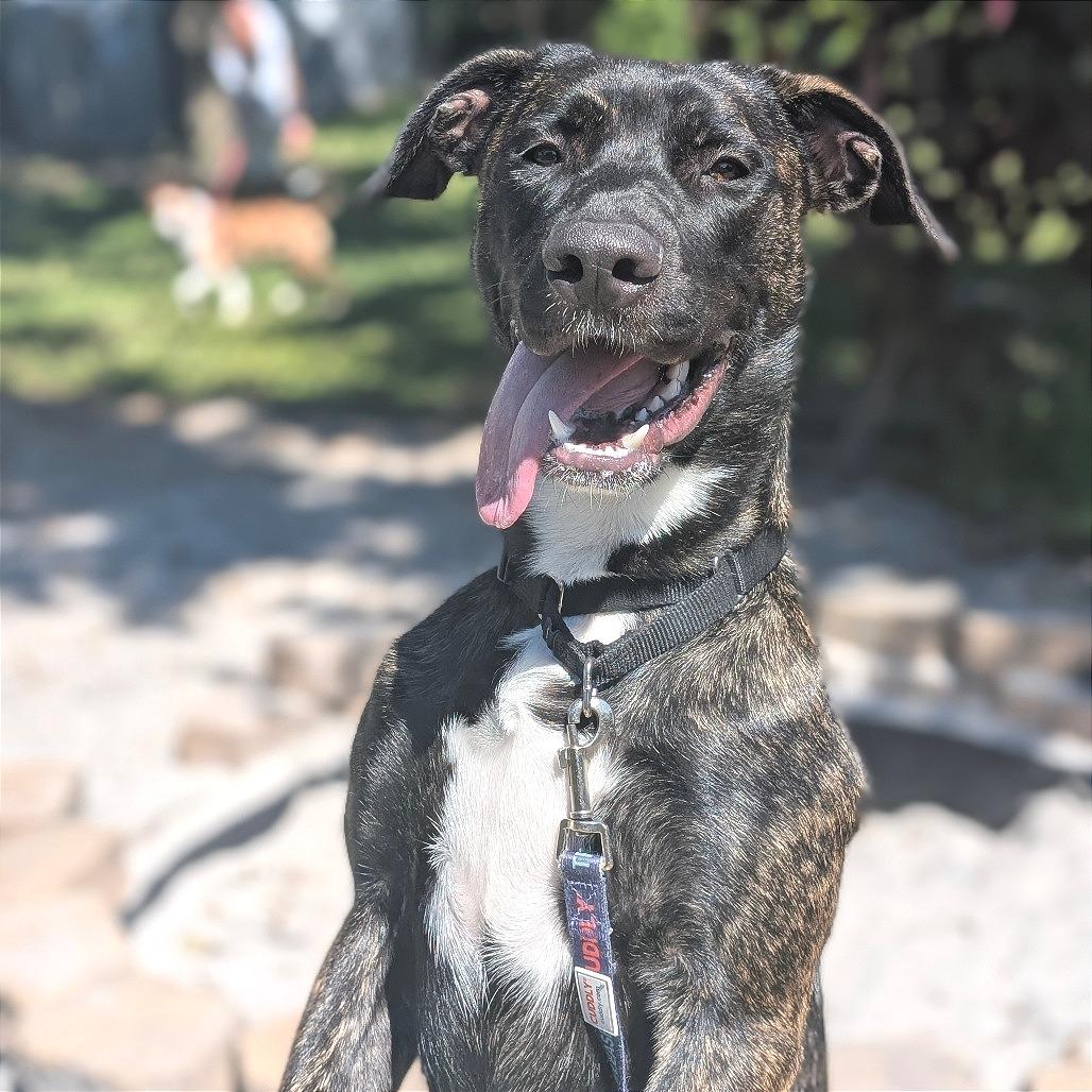Suzie, a Adoptable Mixed Breed in Sarasota, FL image 3/6