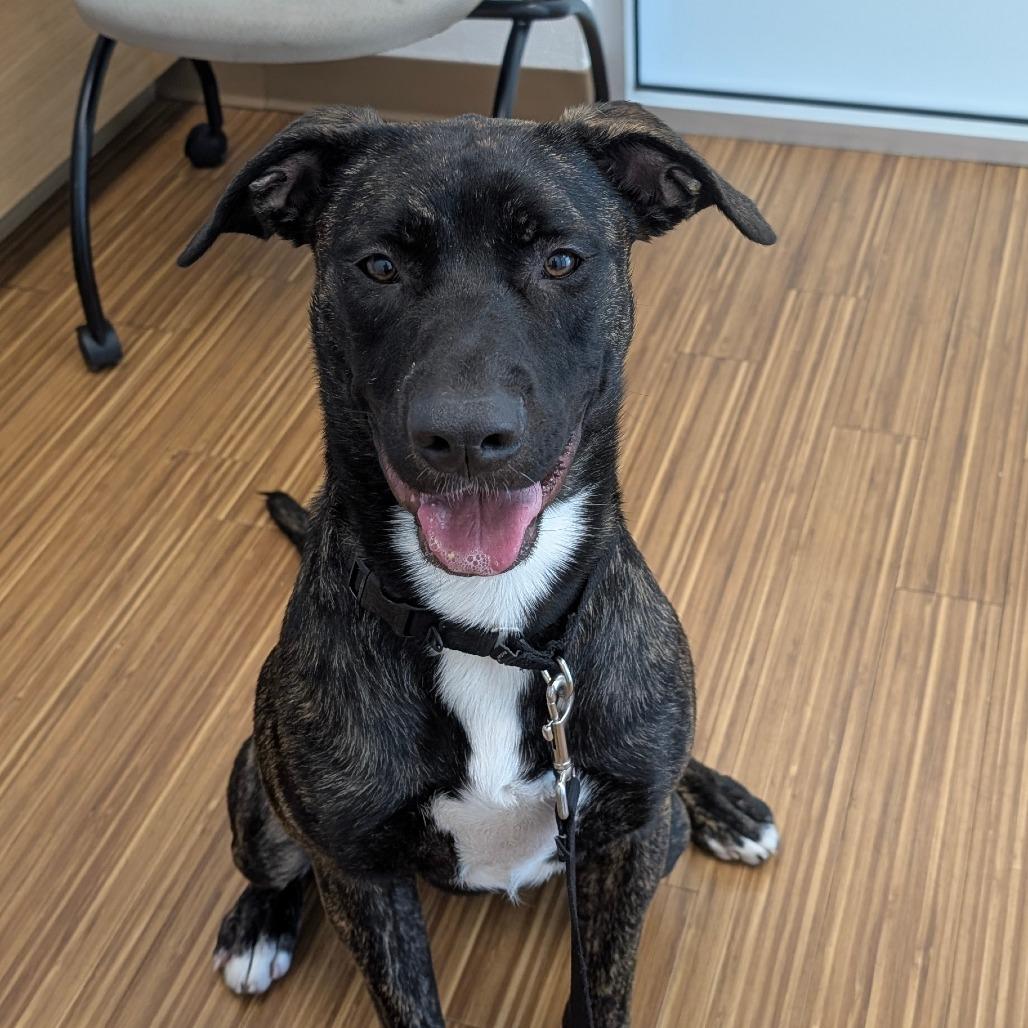 Suzie, a Adoptable Mixed Breed in Sarasota, FL image 4/6