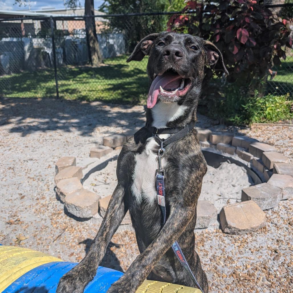 Suzie, a Adoptable Mixed Breed in Sarasota, FL image 5/6