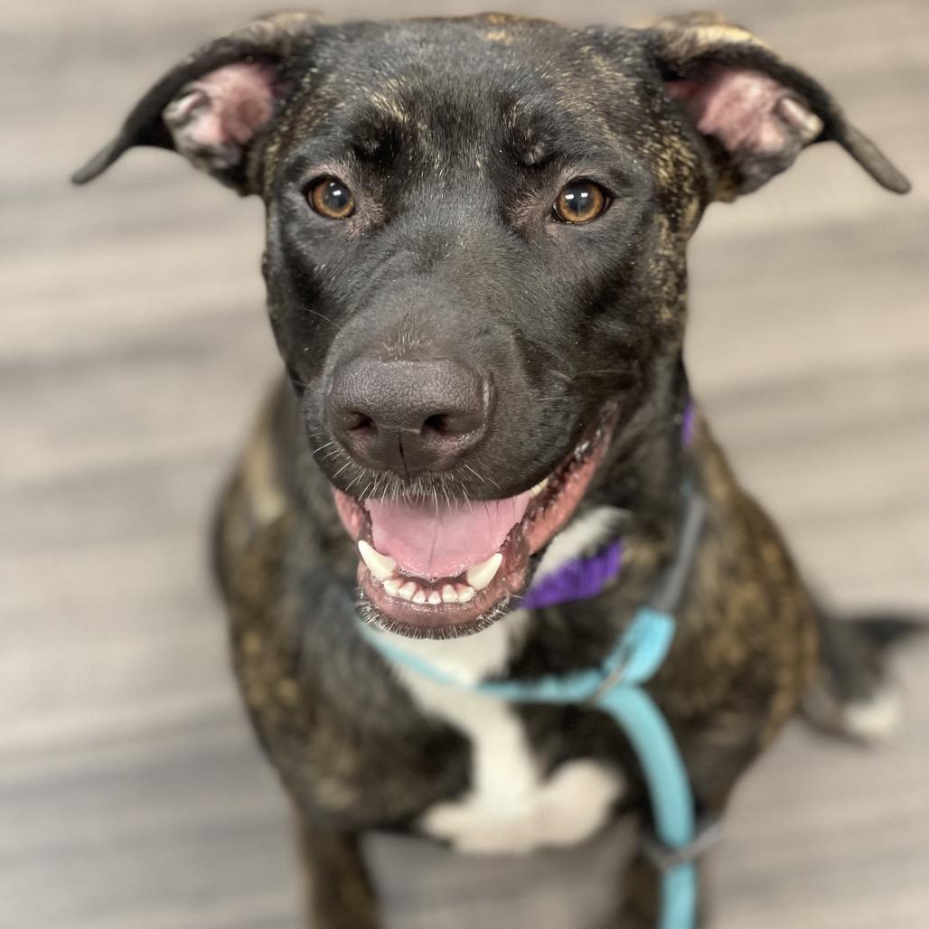 Suzie, a Adoptable Mixed Breed in Sarasota, FL image 6/6