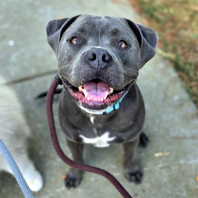 PIGLET, Adoptable, Young Male American Staffordshire Terrier & Mixed Breed.