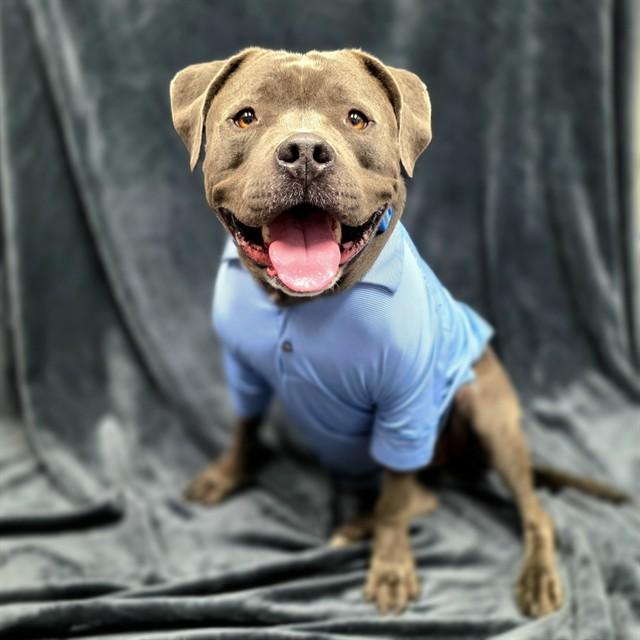 PIGLET, Adoptable, Young Male American Staffordshire Terrier & Mixed Breed.