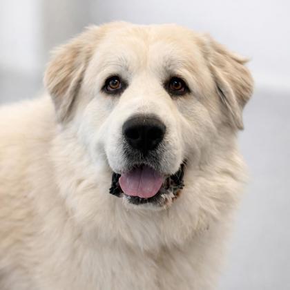Dandelion, Adoptable, Adult Female Great Pyrenees & Mixed Breed.