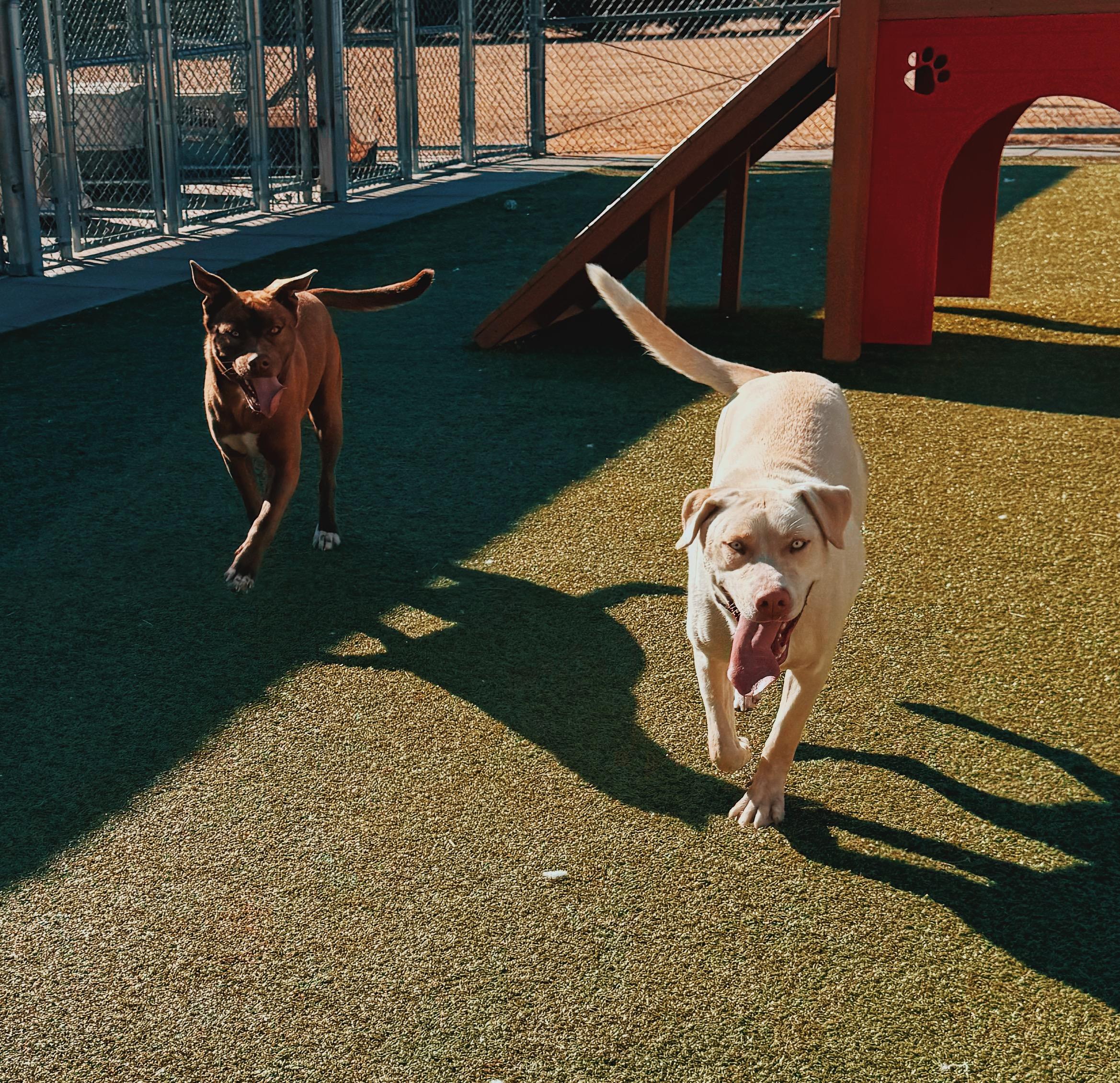 Enlarge Sapphire, an adopted mixed breed in Hays, KS image 6/6
