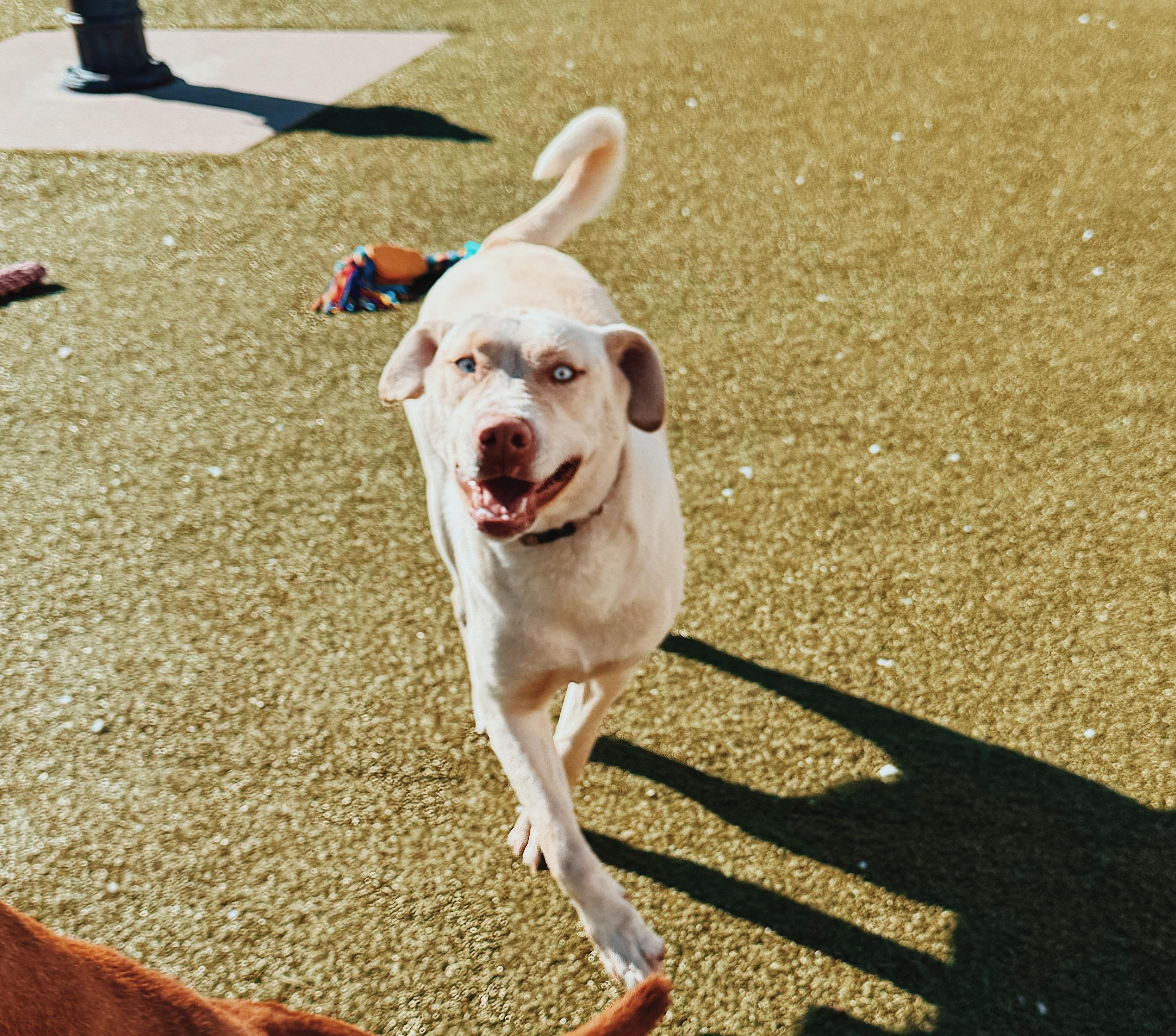 Enlarge Sapphire, an adopted mixed breed in Hays, KS image 1/6