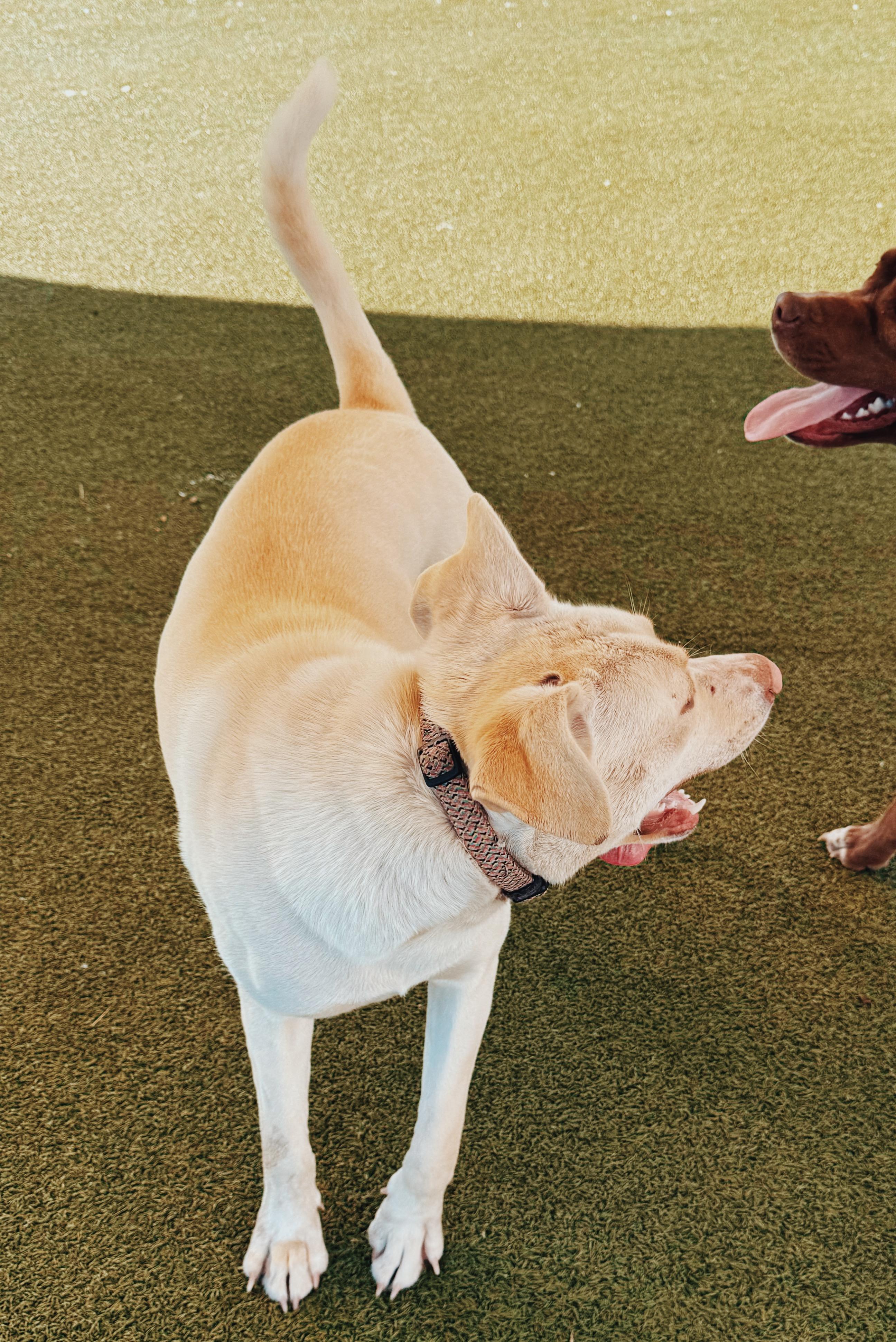 Enlarge Sapphire, an adopted mixed breed in Hays, KS image 4/6