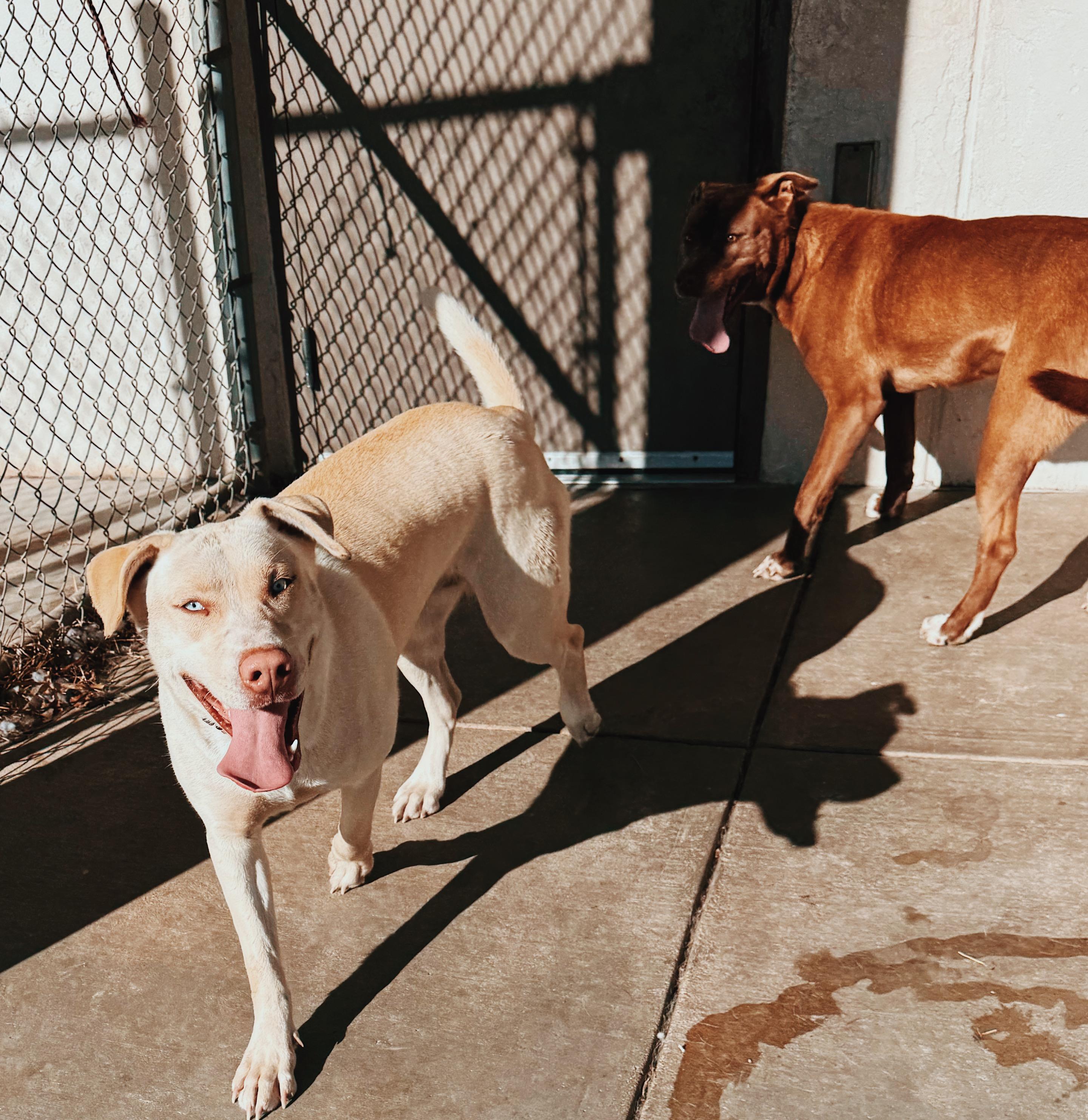 Enlarge Sapphire, an adopted mixed breed in Hays, KS image 3/6
