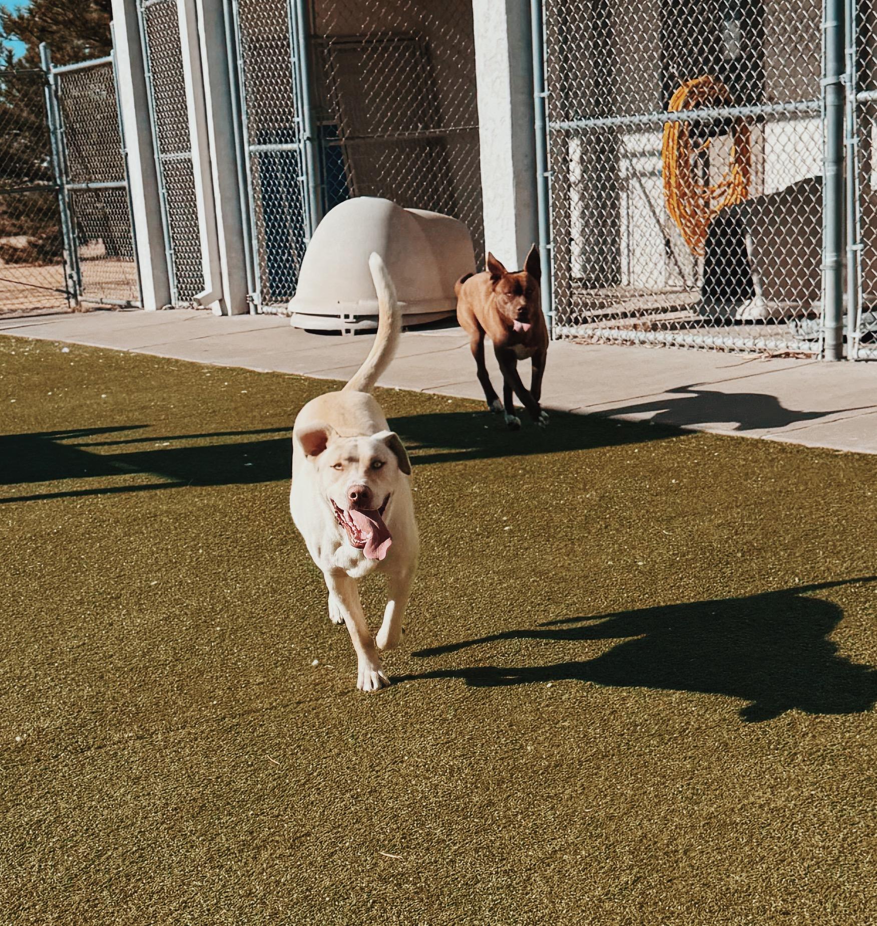 Enlarge Sapphire, an adopted mixed breed in Hays, KS image 2/6
