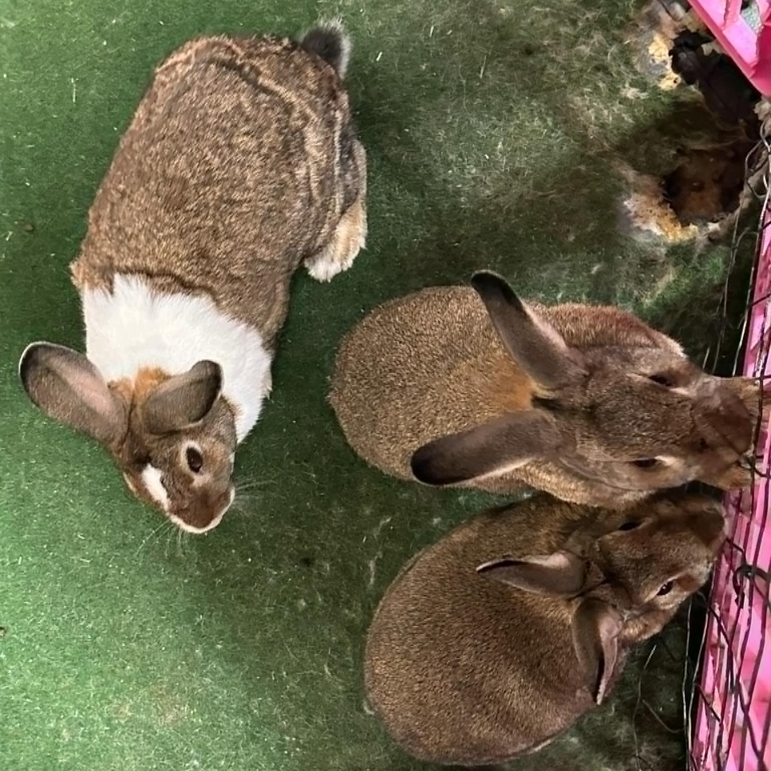 Daddy Dutch, "Tractor Supply" and Mini Me, a Adoptable mixed breed in SAUCIER, MS image 1/3