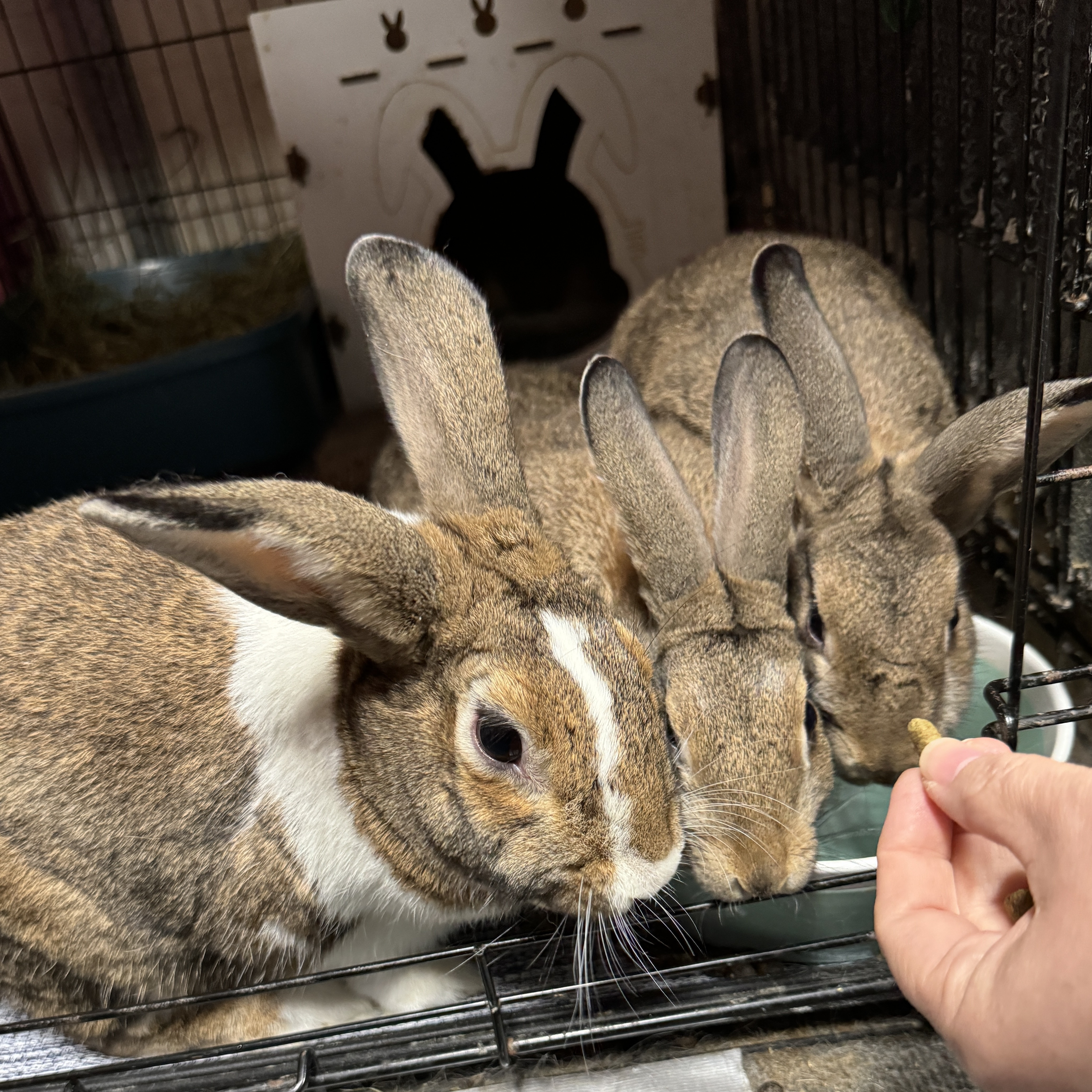 Daddy Dutch, "Tractor Supply" and Mini Me, a Adoptable mixed breed in SAUCIER, MS image 2/3