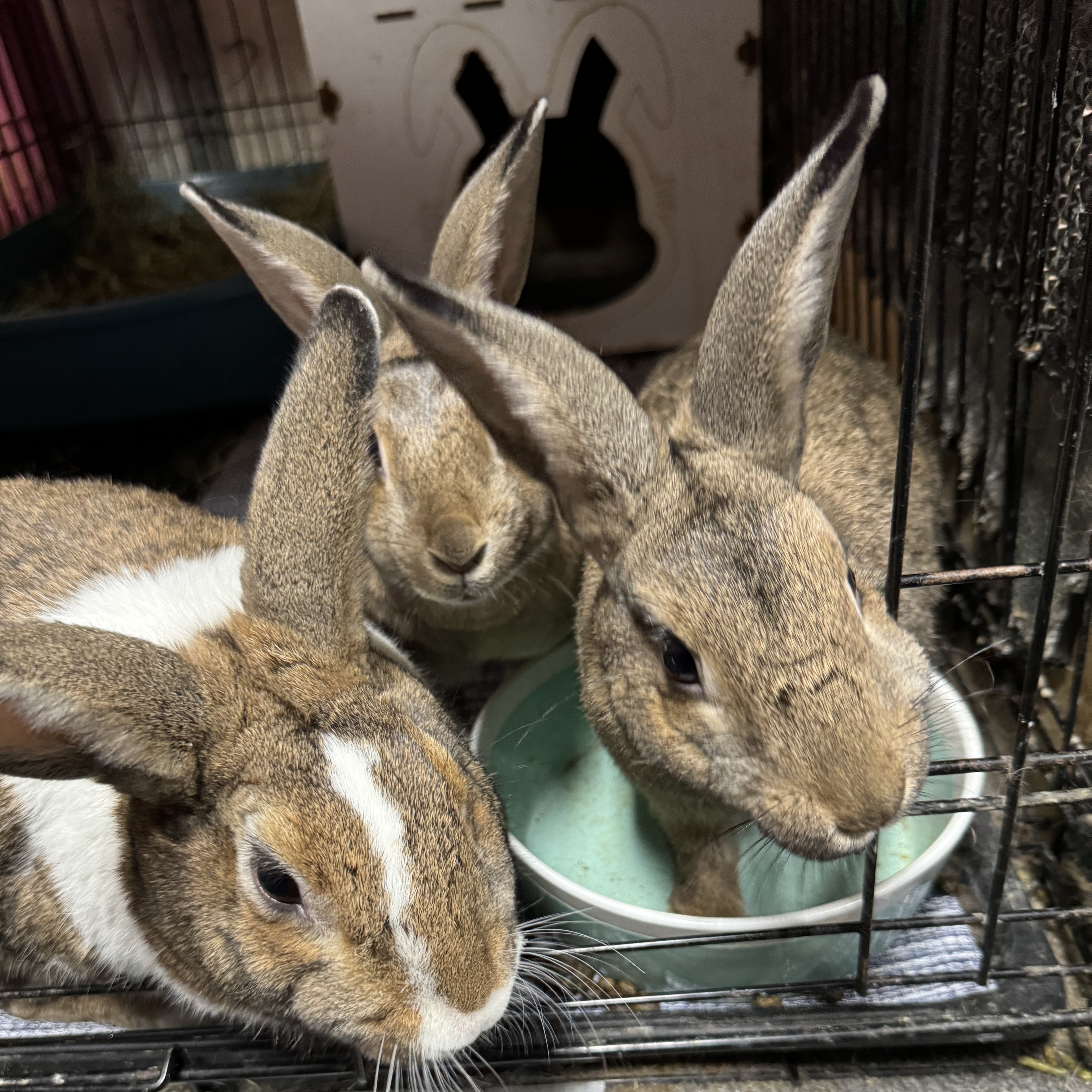Daddy Dutch, "Tractor Supply" and Mini Me, a Adoptable mixed breed in SAUCIER, MS image 3/3