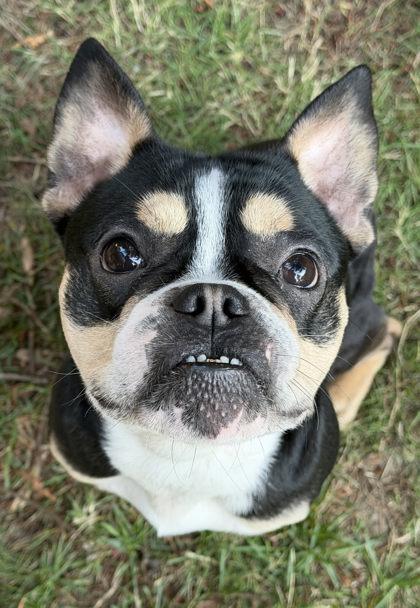 Enlarge ROSCO RAINIER (with SCOTCH MACALLAN), a Adoptable French Bulldog in Bonney Lake, WA image 2/3