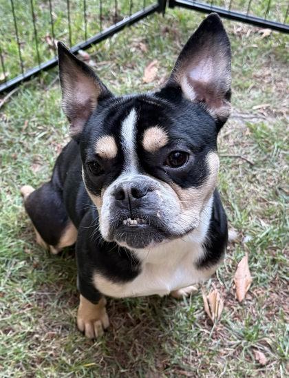 Enlarge ROSCO RAINIER (with SCOTCH MACALLAN), a Adoptable French Bulldog in Bonney Lake, WA image 3/3